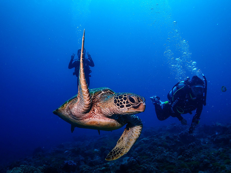 小琉球海底深度旅行交給【琉潛】！無證照也可與海龜暢遊