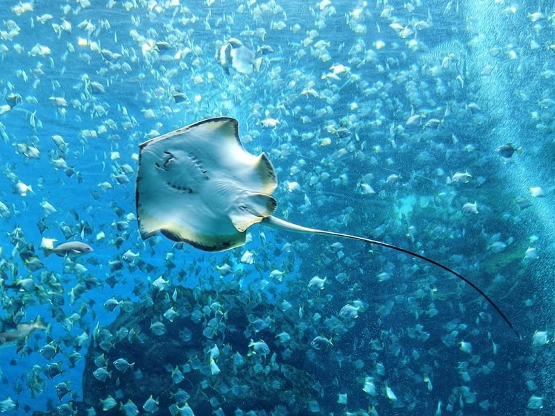 Xpark 開箱北台灣最大水族館 展區資訊 周邊景點大公開 Sharelife 台灣旅行趣