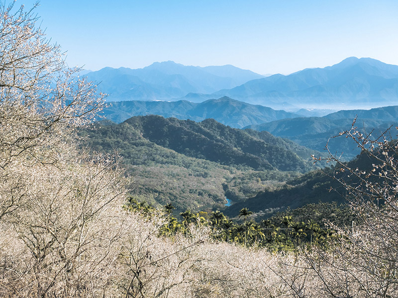 賞梅情報 21全台10大賞梅秘境 雪白梅花夢幻盛開中 Sharelife 台灣旅行趣