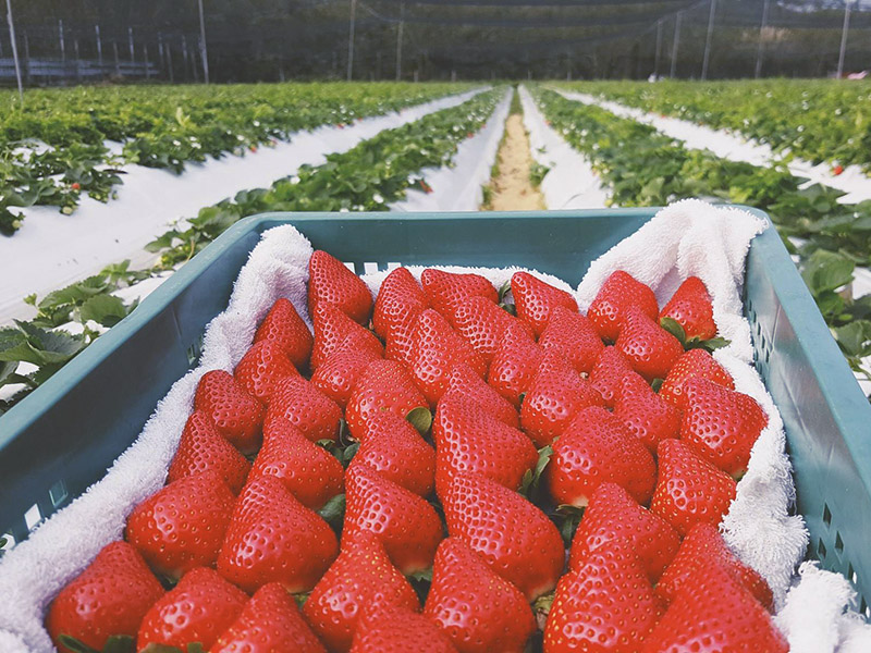 採草莓懶人包 採草莓不用到大湖 全台特搜七間草莓農場 Sharelife 台灣旅行趣