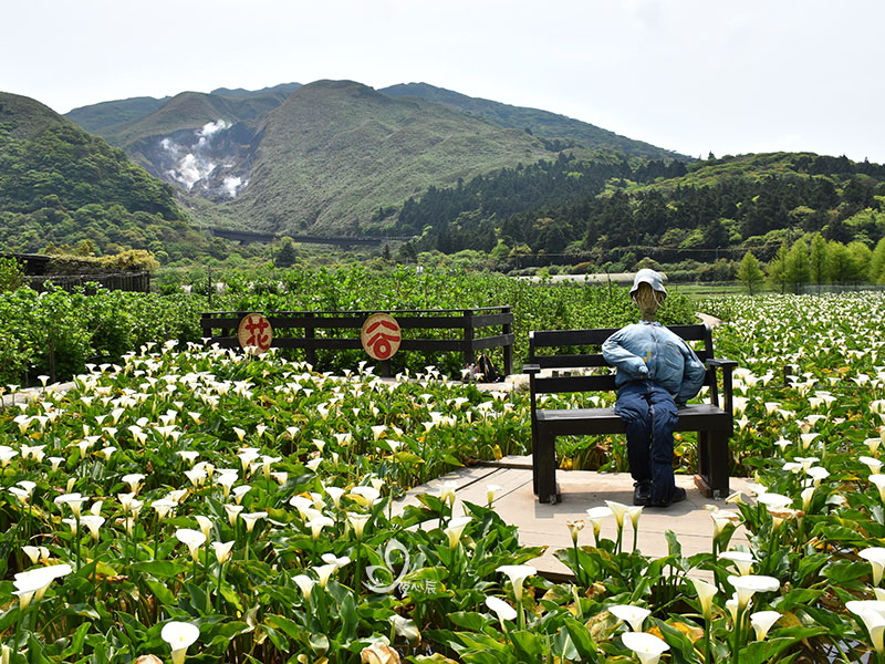 春遊賞花竹子湖百看不厭！三、四月拍海芋，五、六月賞繡球花