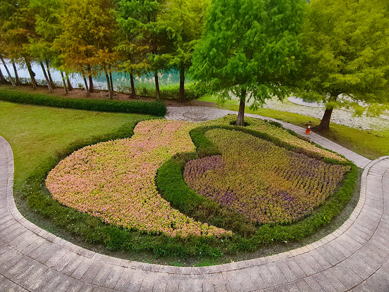 日月潭新亮點！向山公園雙心花圃換新裝 粉紫夏堇浪漫綻放！