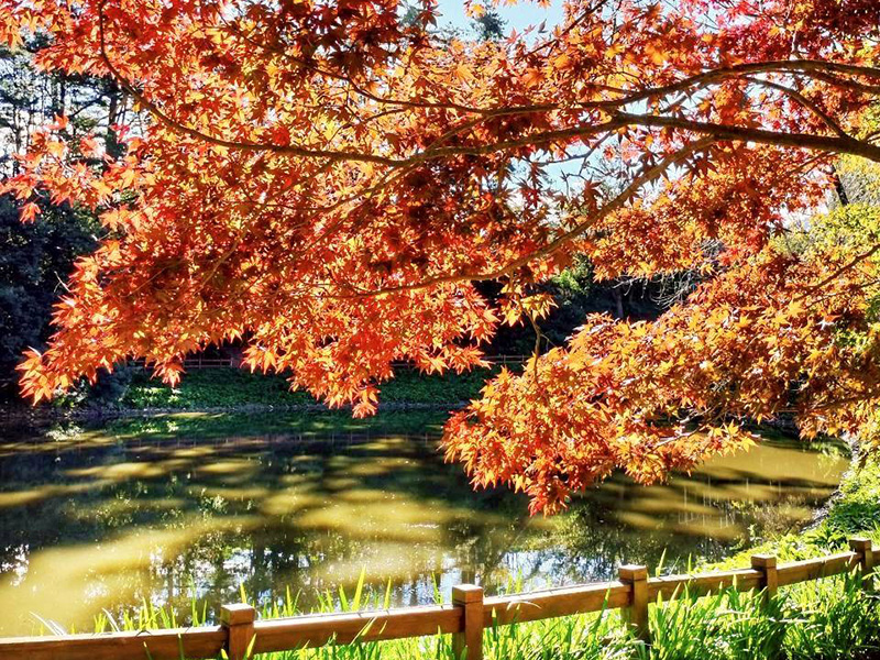 福壽山農場楓紅正盛！秋色層疊、紅葉美如詩紅葉步道太浪漫:ShareLife