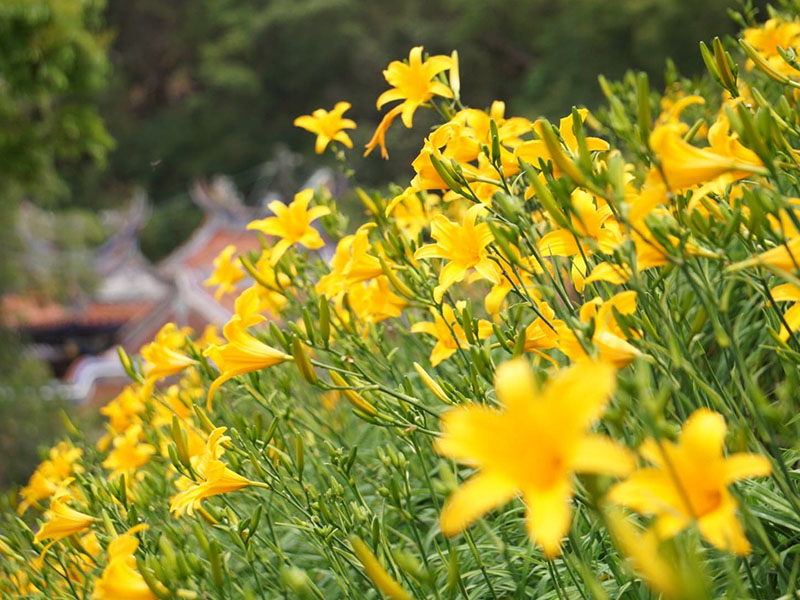 賞金針花海何必去花東 彰化花壇萬株金針花陸續綻放 Sharelife 台灣旅行趣