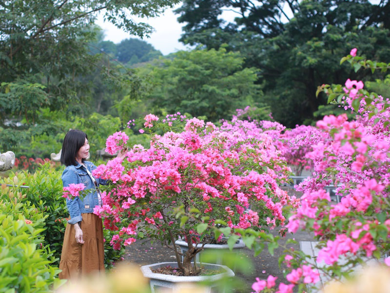 秋賞九重葛奼紫嫣紅 在高雄天台山日月湖畔的綠意之中 Sharelife 台灣旅行趣