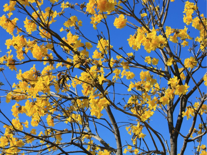 整片金黃色的世界 閃耀成一副美景 Sharelife 台灣旅行趣