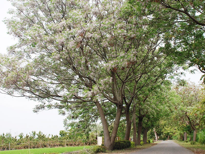 上百株苦楝樹盛開 苦楝秘境 在彰化 Sharelife 台灣旅行趣