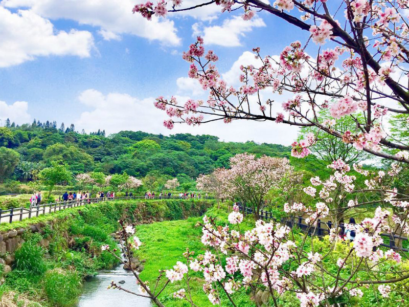 三芝三生步道櫻花開了拱橋取景超唯美 Sharelife 台灣旅行趣