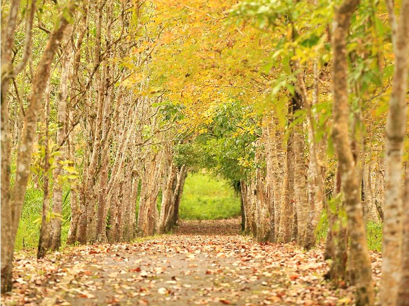 花蓮龍貓隧道 平地森林不爬山也能賞楓 Sharelife 台灣旅行趣