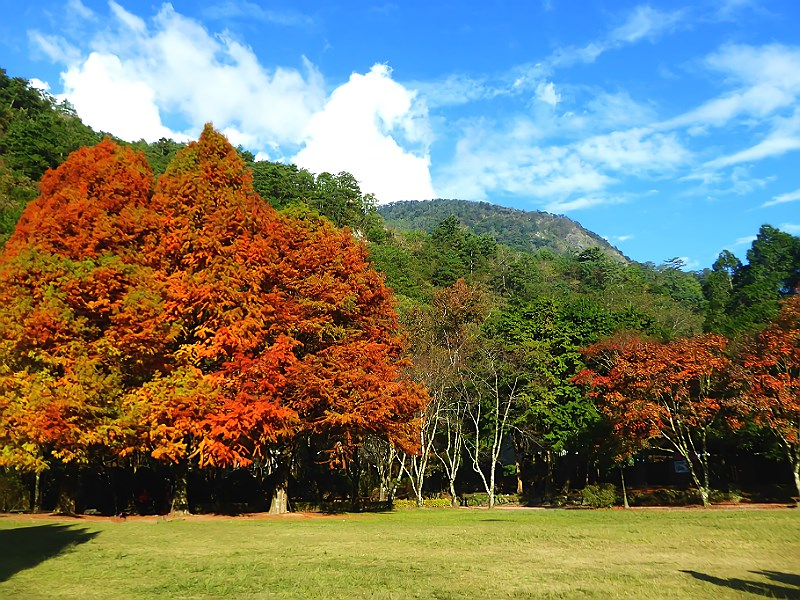 奧萬大楓葉提前轉紅10月賞楓住宿送早 晚餐 Sharelife 台灣旅行趣