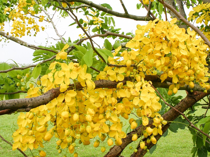 夏季來臨台中阿勃勒 大花紫薇滿街綻放 Sharelife 台灣旅行趣