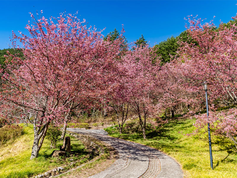春節連假到哪玩兒 國內外九大景點 請假攻略新年走春 Sharelife 台灣旅行趣 春節連假到哪玩兒 國內外九大景點 請假攻略新年走春 Sharelife 台灣旅行趣