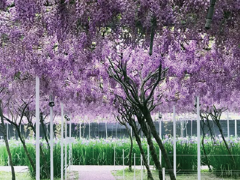 徜徉絕美紫色花海 全台最大 紫藤咖啡園 花期公布 Sharelife 台灣旅行趣