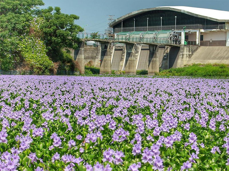 雲林 布袋蓮花海 怒放超壯觀 埤塘化身夢幻花毯別錯過 Sharelife 台灣旅行趣