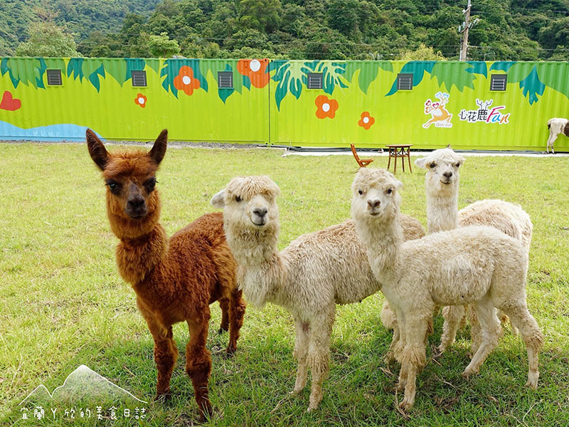 小鹿草泥馬可愛動物全到位宜蘭新互動式景點六歲以下免費玩 Sharelife 台灣旅行趣