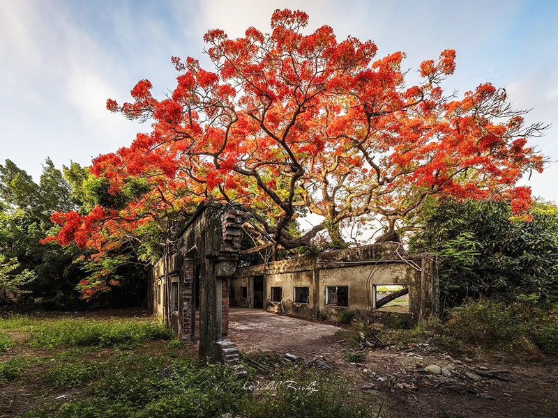 高雄百年鳳凰花爆紅 火紅鳳凰木與廢墟交織成絕美景色 Sharelife 台灣旅行趣