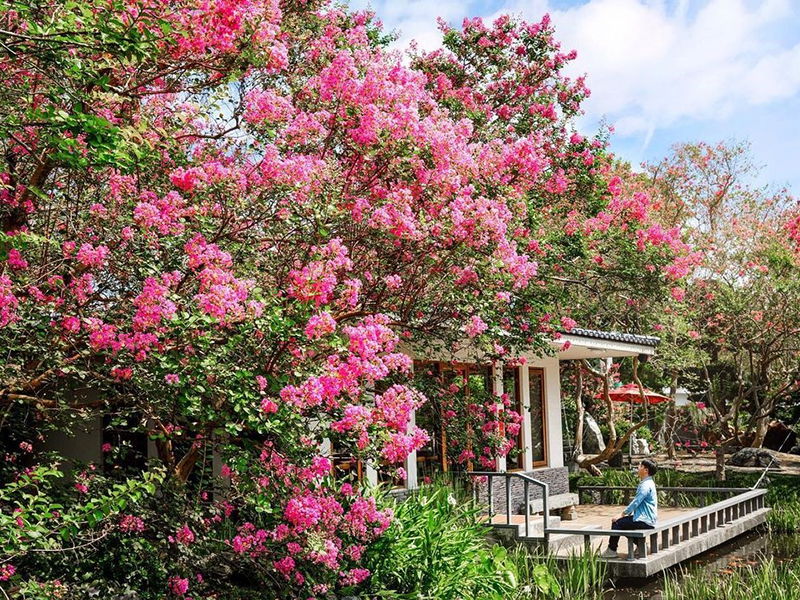 粉紅 台版兼六園 在彰化 滿園紫薇花綻放宛如仙境 Sharelife 台灣旅行趣