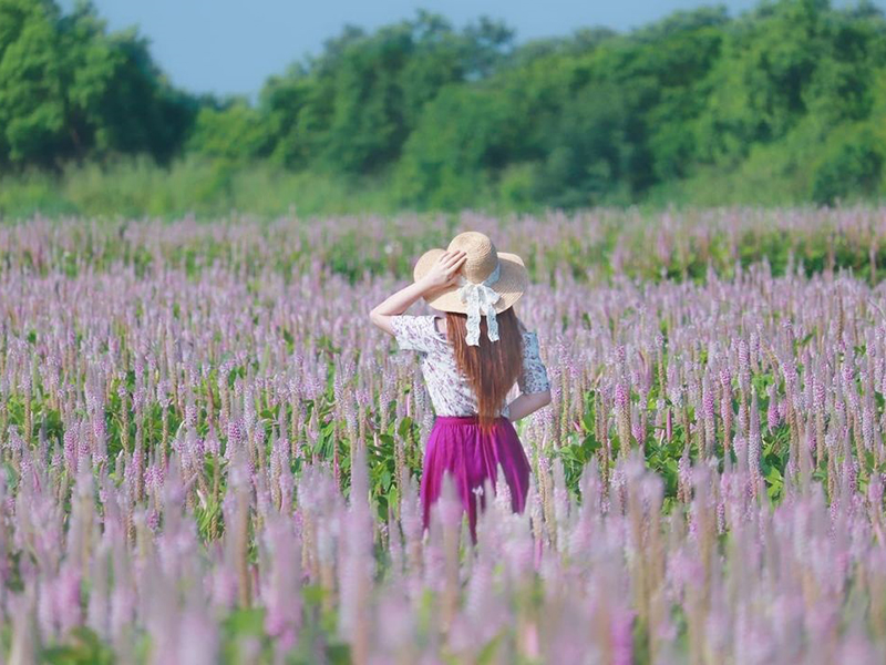 秒飛南法普羅旺斯 台中粉紫色 兔尾草花海秘境 仙氣十足 Sharelife 台灣旅行趣