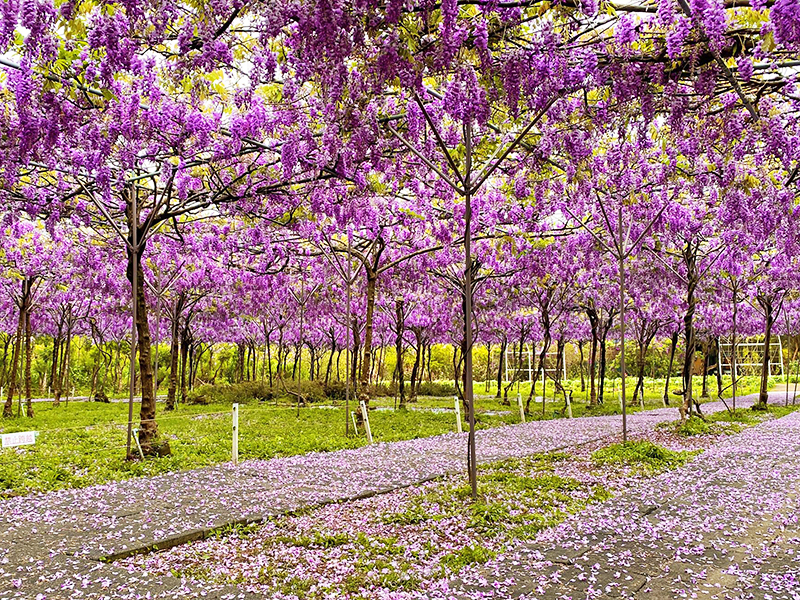 全台最大 淡水紫藤花咖啡園 驚傳將關園 把握最後賞花機會 Sharelife 台灣旅行趣