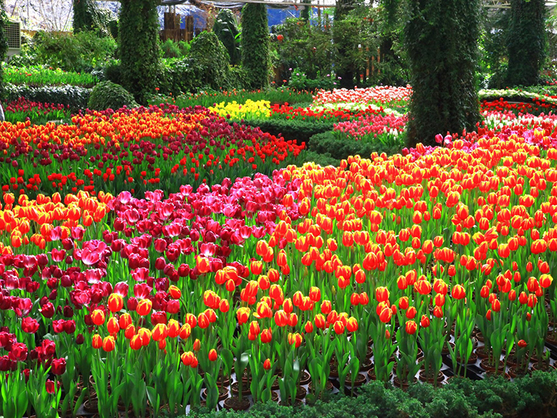秒飛荷蘭賞花 南投杉林溪13萬株 鬱金香花海 繽紛綻放中 Sharelife 台灣旅行趣
