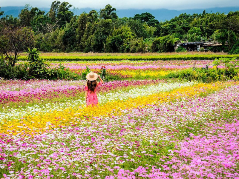 2021桃園花彩節開跑!一整片漸層花海媲美日本富良野:ShareLife 台灣旅行趣