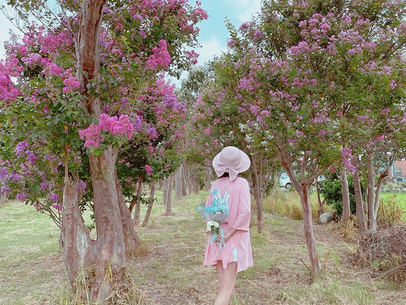 苗栗苑裡 紫薇花 盛開 粉色系浪漫花海免費拍 Sharelife 台灣旅行趣