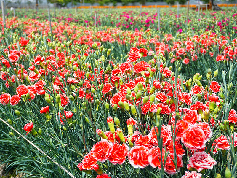 彰化最美花海綻放中 董家花田 整片漸層康乃馨絢麗登場 Sharelife 台灣旅行趣